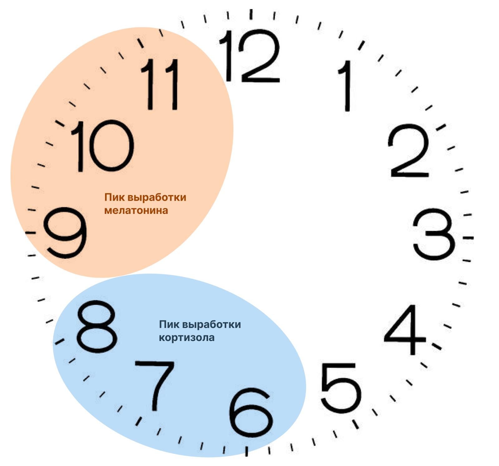Ученые определили самый эффективный жиросжигатель. Им оказался простой… – 2