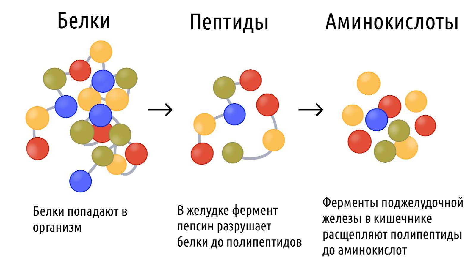 Как пить протеин, как правильно принимать протеин для набора мышечной  массы, дозировка