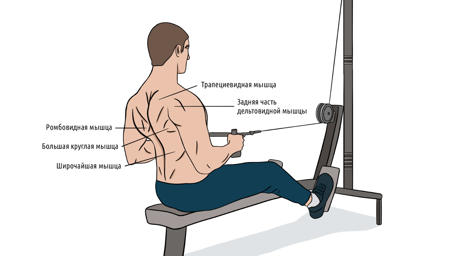Тяга горизонтального блока: правильная техника для широкой спины – 1