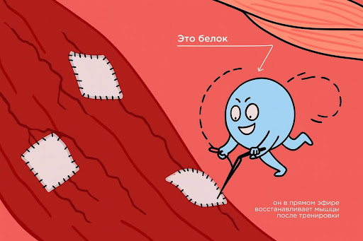 Протеин для женщин: как пить, чтобы похудеть, и может ли он навредить – 2